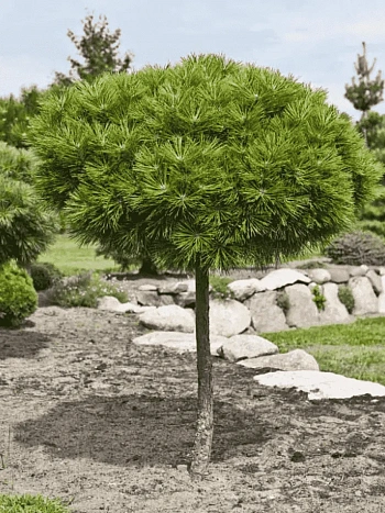 Сосна горная Mops штамб