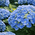 Гортензия крупнолистная Bodensee