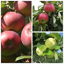 Дерево-сад (2-3х летка) яблоня 3 сорта Конфетное -Мелба-Налив белый