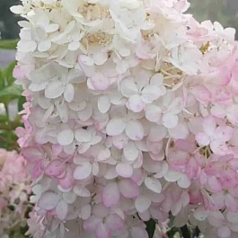 Гортензия метельчатая Magical Andes