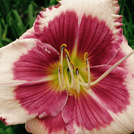 Лилейник Hello Screamer