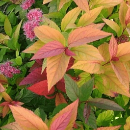 Спирея японская Macrophylla