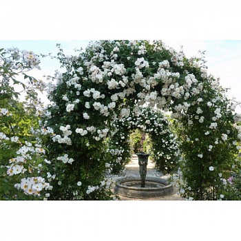 Роза плетистая Сноу Принцесс