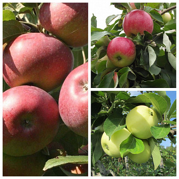 Дерево-сад (2-3х летка) яблоня 3 сорта Конфетное -Мелба-Налив белый