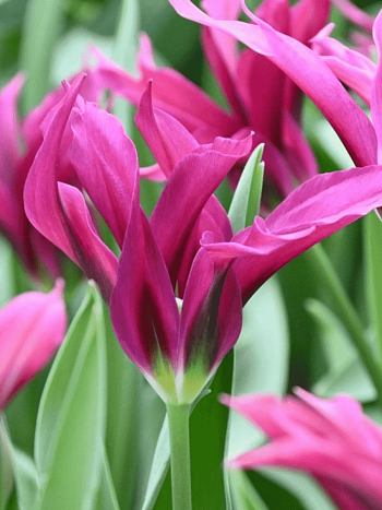 Тюльпан Purple Doll