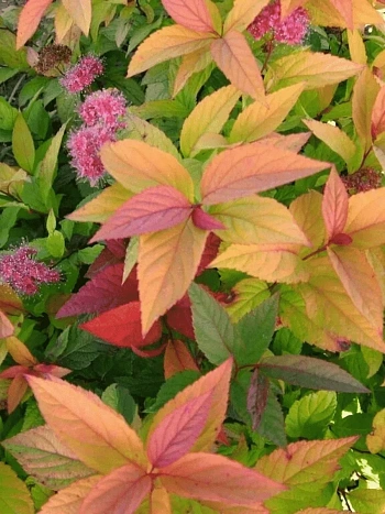 Спирея японская Macrophylla