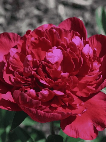 Пион Молочноцветковый Inspecteur Lavergne