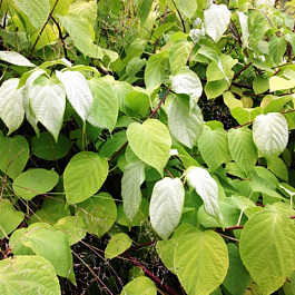 Актинидия полигама Брюнет (мужской)