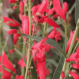 Пенстемон бородатый Praecox Nanus