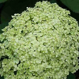 Гортензия древовидная  Lime Rickey