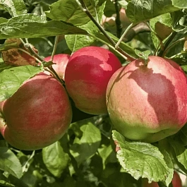 Яблоня Жигулевское