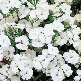 Гвоздика Китайская Диана Вайт