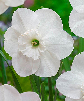 Нарцисс Крупнокорончатый Фалмут Бей