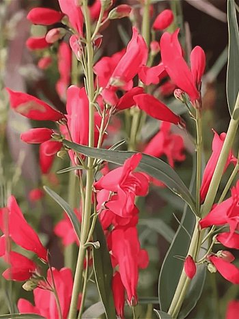 Пенстемон бородатый Praecox Nanus