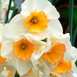 Нарцисс жонкиллиевидный Язз