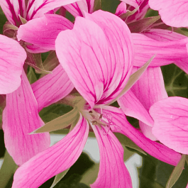 Пеларгония плющелистная Decora Lilac