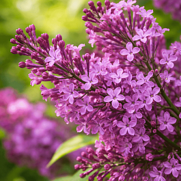 Сирень мейера Flowerfesta Purple