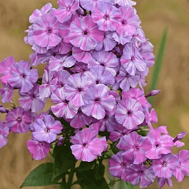 Флокс метельчатый Autumn Joy