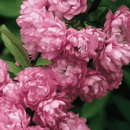 Вишня железистая Rosea Plena