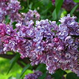 Сирень обыкновенная Леонид Колесников Сирень обыкновенная Леонид Колесников