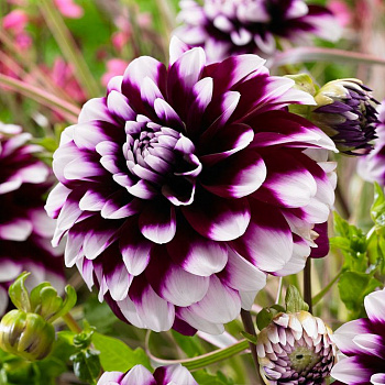 Георгина Декоративная Райан Си