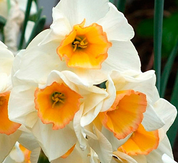 Нарцисс жонкиллиевидный Язз