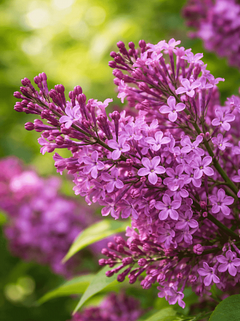 Сирень мейера Flowerfesta Purple