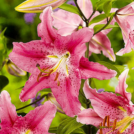 Лилия восточная Пезаро