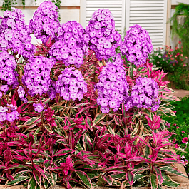 Флокс метельчатый Olympus