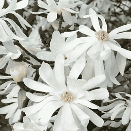 Магнолия звёздчатая Royal Star