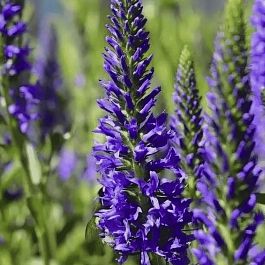 Вероника Blaze Away Blue