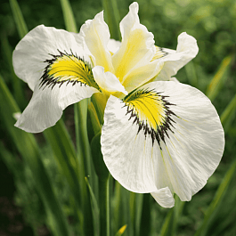 Ирис pseudata Cats Eye