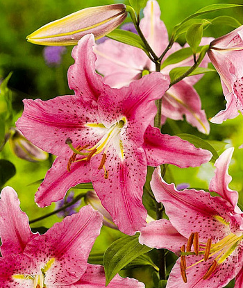 Лилия восточная Пезаро