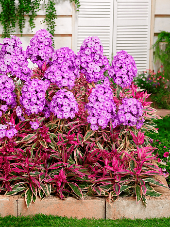 Флокс метельчатый Olympus