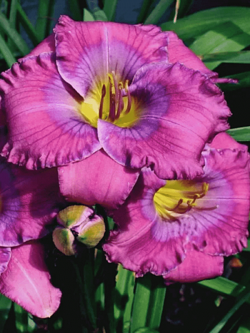 Лилейник Lavender Blue Baby