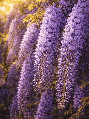 Глициния китайская Prolific