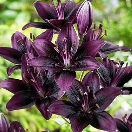 Лилия азиатская Ландини НАБОР 2ШТ (2+2)