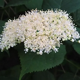 Гортензия древовидная Emerald Lace