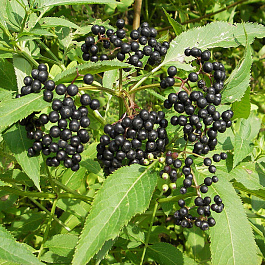 Бузина черная