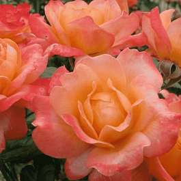 Роза чайно-гибридная Samaritan