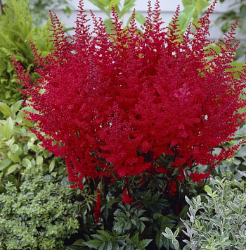 Астильба Арендса Радиус