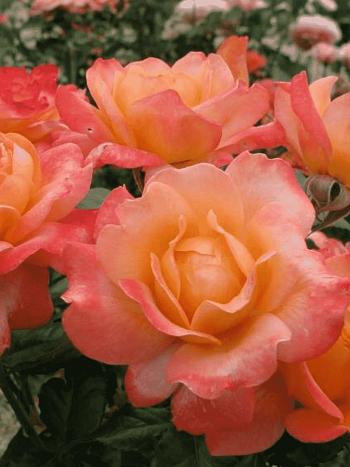 Роза чайно-гибридная Samaritan