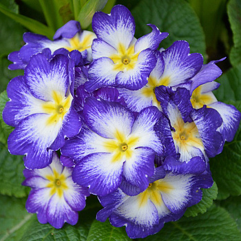 Примула (Первоцвет) бесстебельная Alaska Bicolor Blue