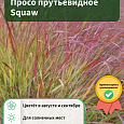 Просо прутьевидное Squaw Просо прутьевидное Squaw