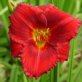 Лилейник гибридный Силоам Шоу Герл ПАТИО