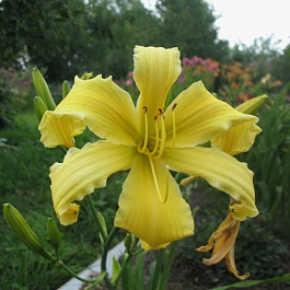 Лилейник гибридный Хевенли Флайт ов Энджел