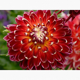 Георгина декоративная Акита