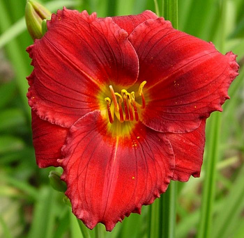 Лилейник гибридный Силоам Шоу Герл ПАТИО