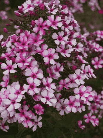 Флокс метельчатый Neon Flair