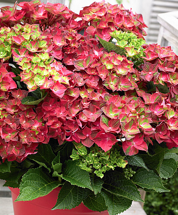 Гортензия крупнолистовая Рембрандт Мульти Колор Гортензия крупнолистовая Рембрандт Мульти Колор